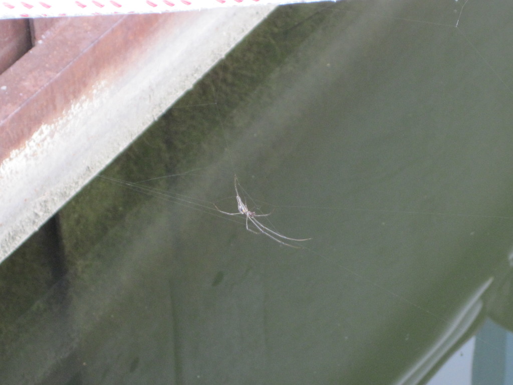 Boat Spider