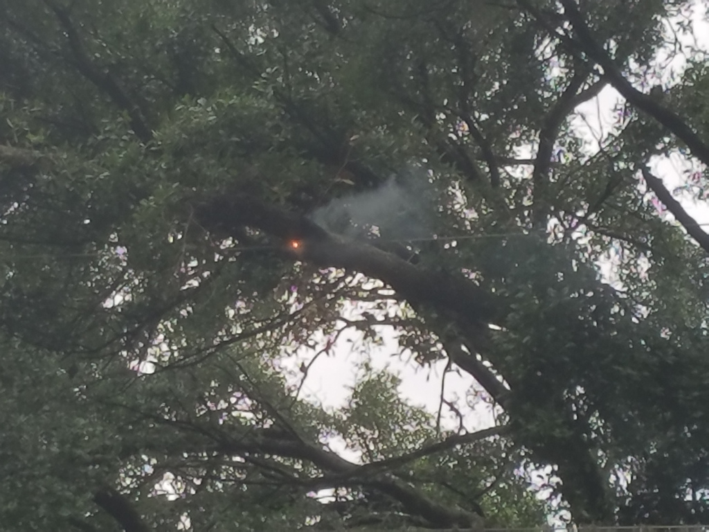 Fire in the Tree